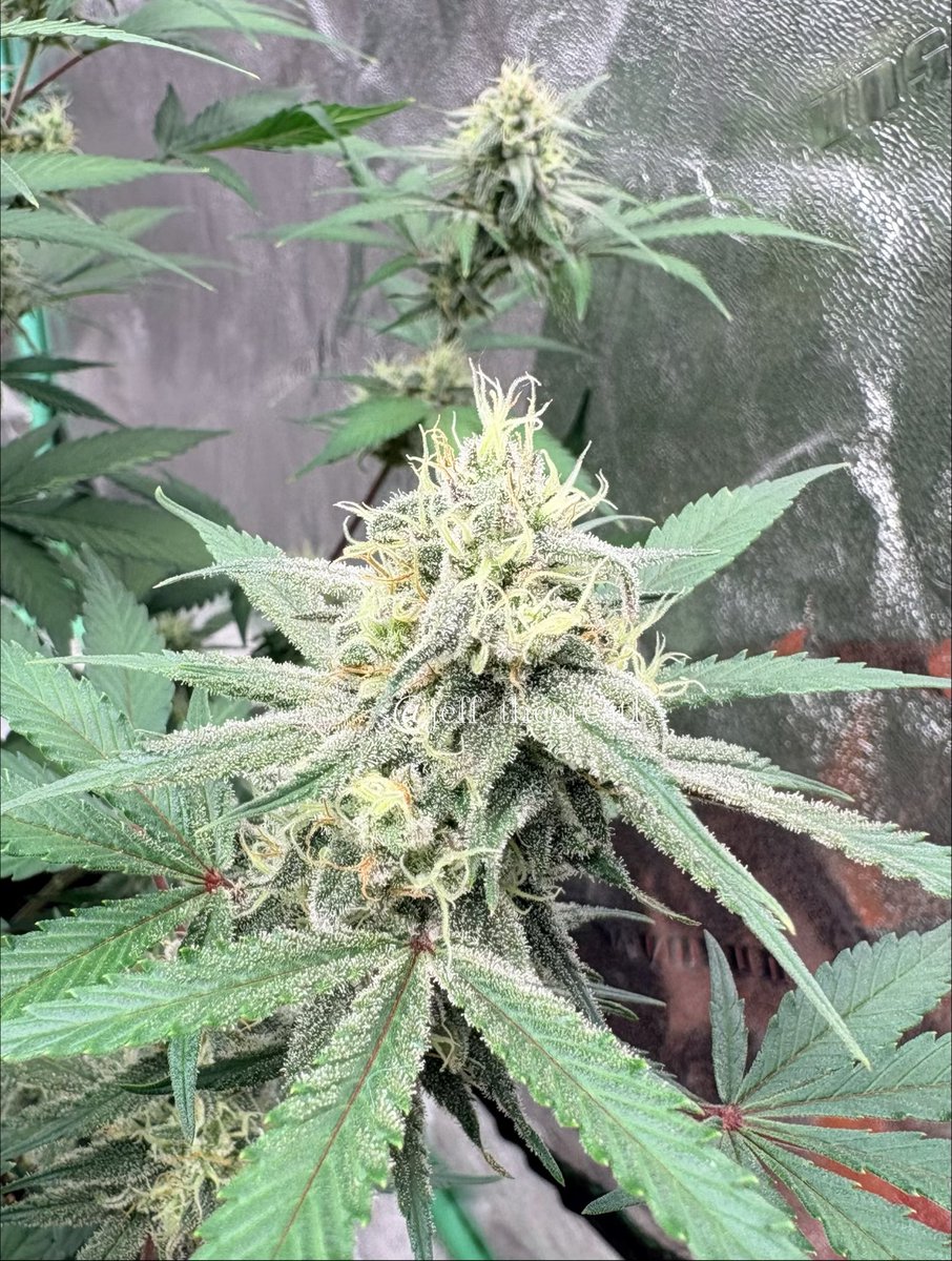 jeff_thegreat1's tweet photo. I’ll show you mine if you’ll show me yours

Mine is a Rootbeer Float auto ❄️❄️

#GrowYourOwn #GeneticsMatter #RootbeerFloat #FrostAdvisory #Autoflower https://t.co/fCLf8EG72Q