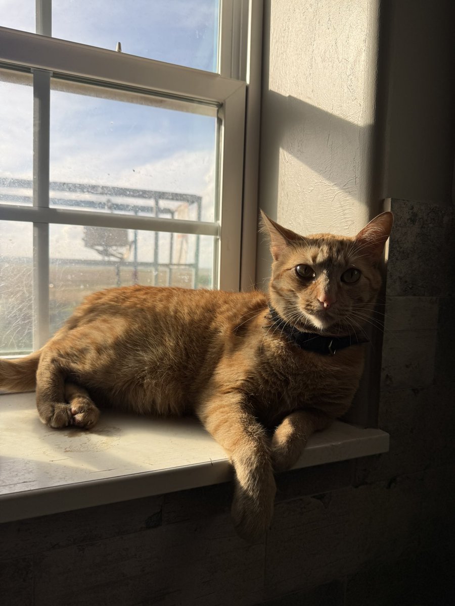 Jesse Lewis tweet media