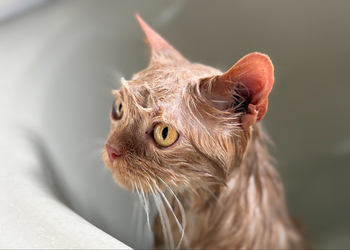 ちぃすけ tweet media