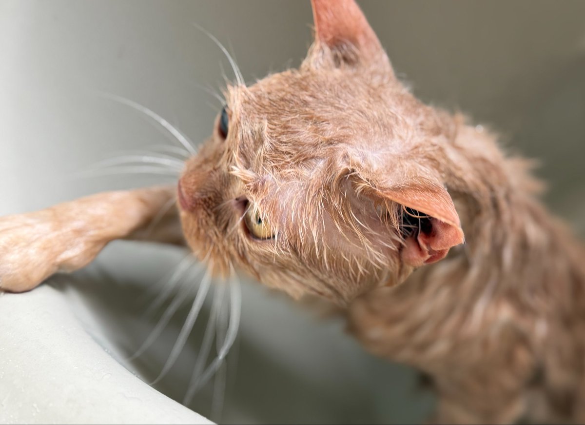 ちぃすけ tweet media