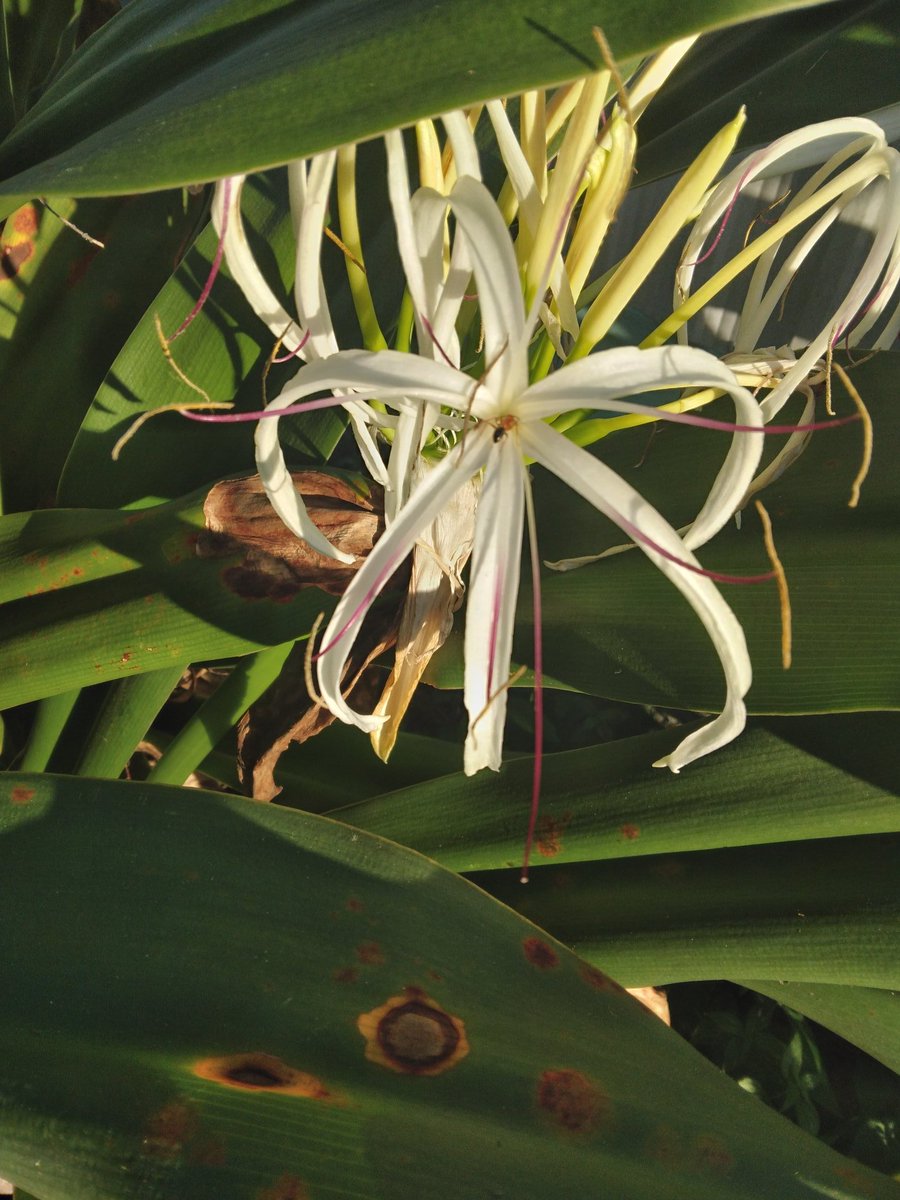 William sullivan tweet media