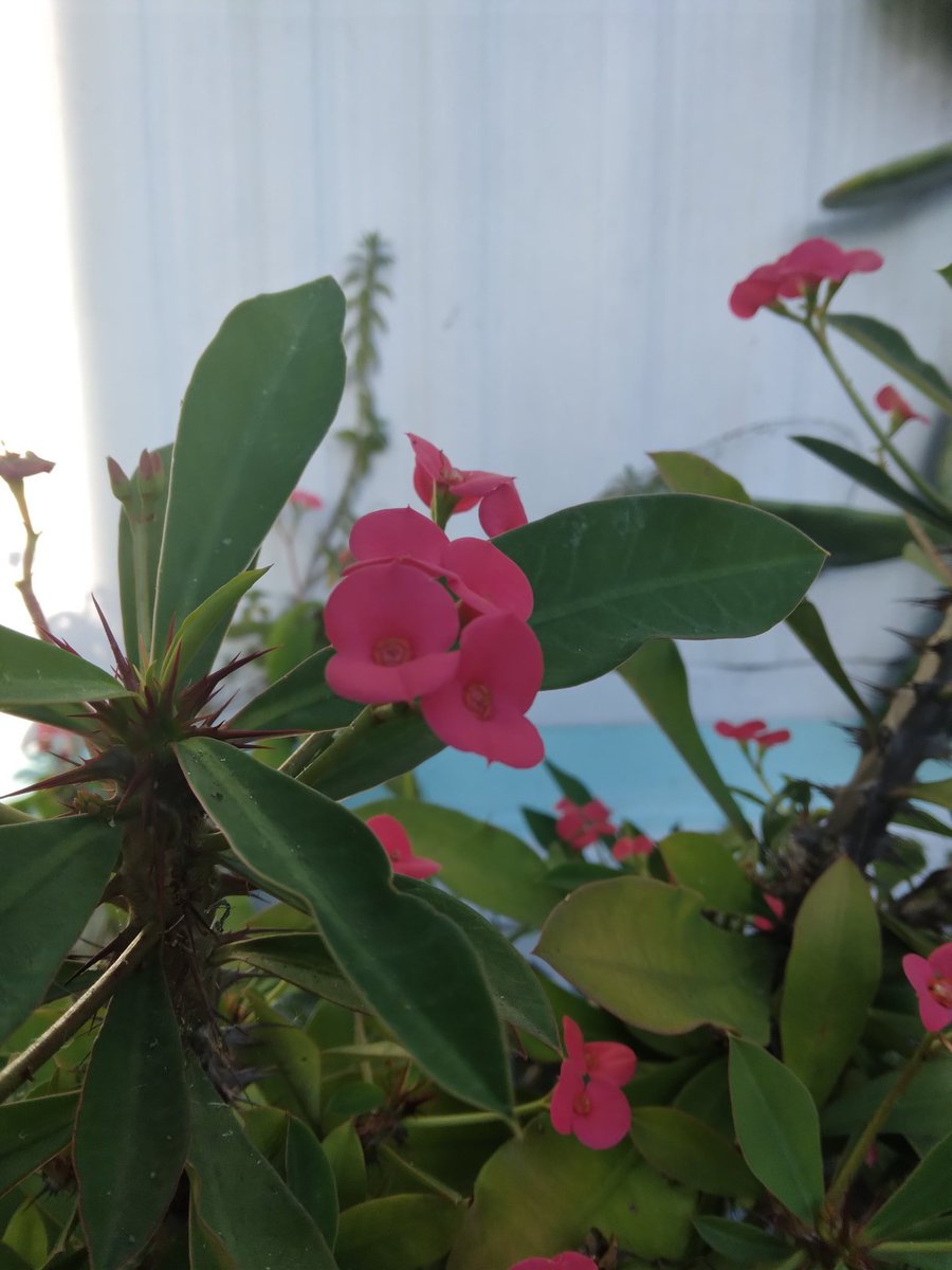 William sullivan tweet media