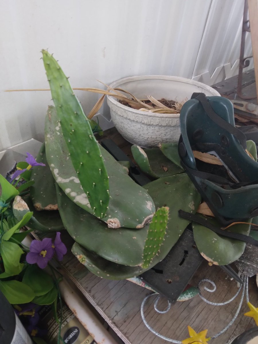 William sullivan tweet media