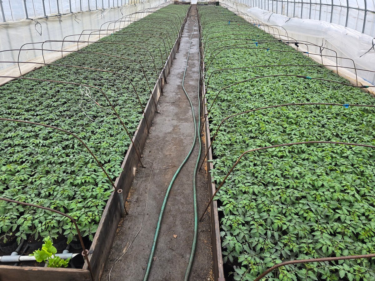 カワイ 🅧 ミニトマト屋 tweet media