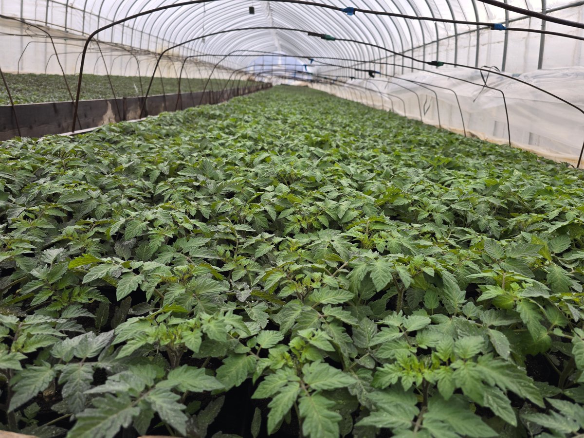 カワイ 🅧 ミニトマト屋 tweet media