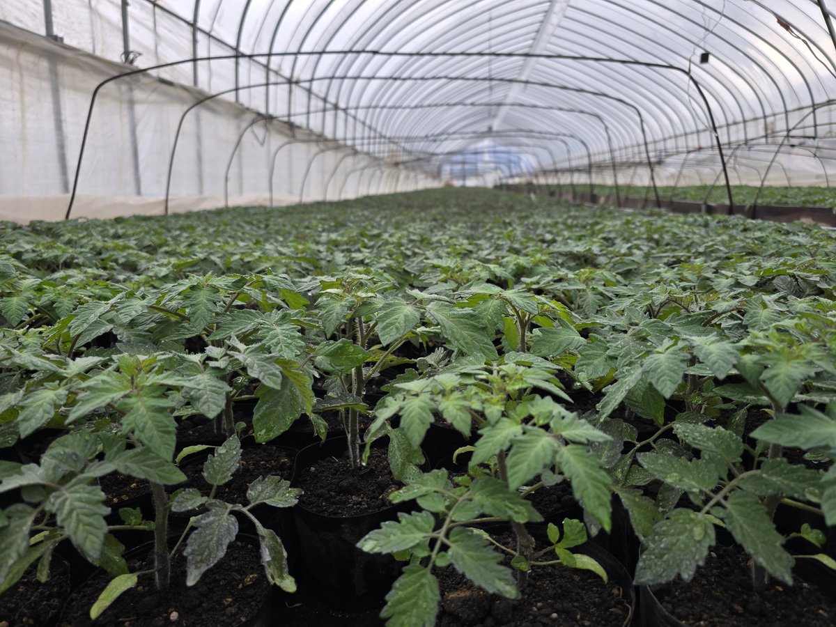 カワイ 🅧 ミニトマト屋 tweet media