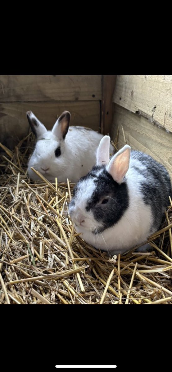 Carrot Cottage Rabbit Rescue tweet media