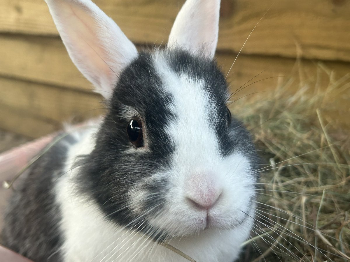Carrot Cottage Rabbit Rescue tweet media