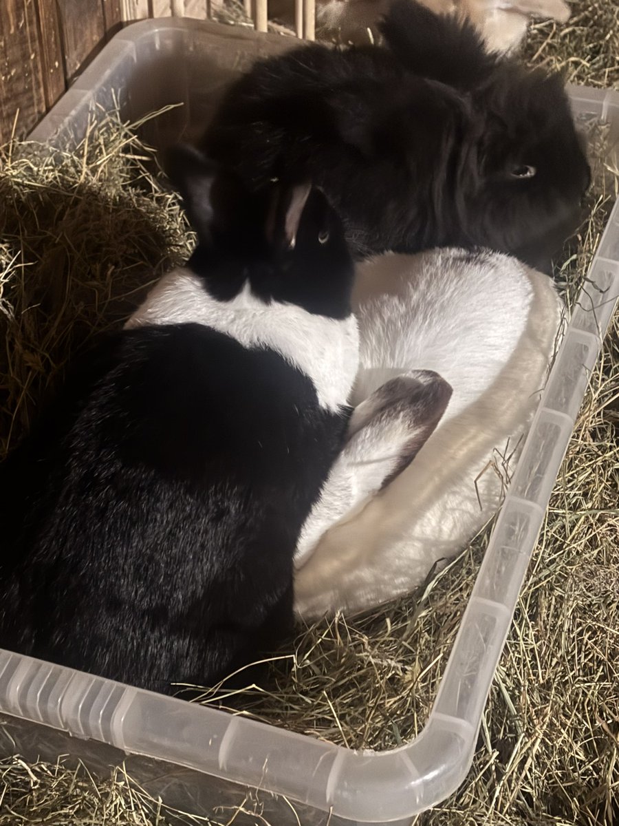 Carrot Cottage Rabbit Rescue tweet media
