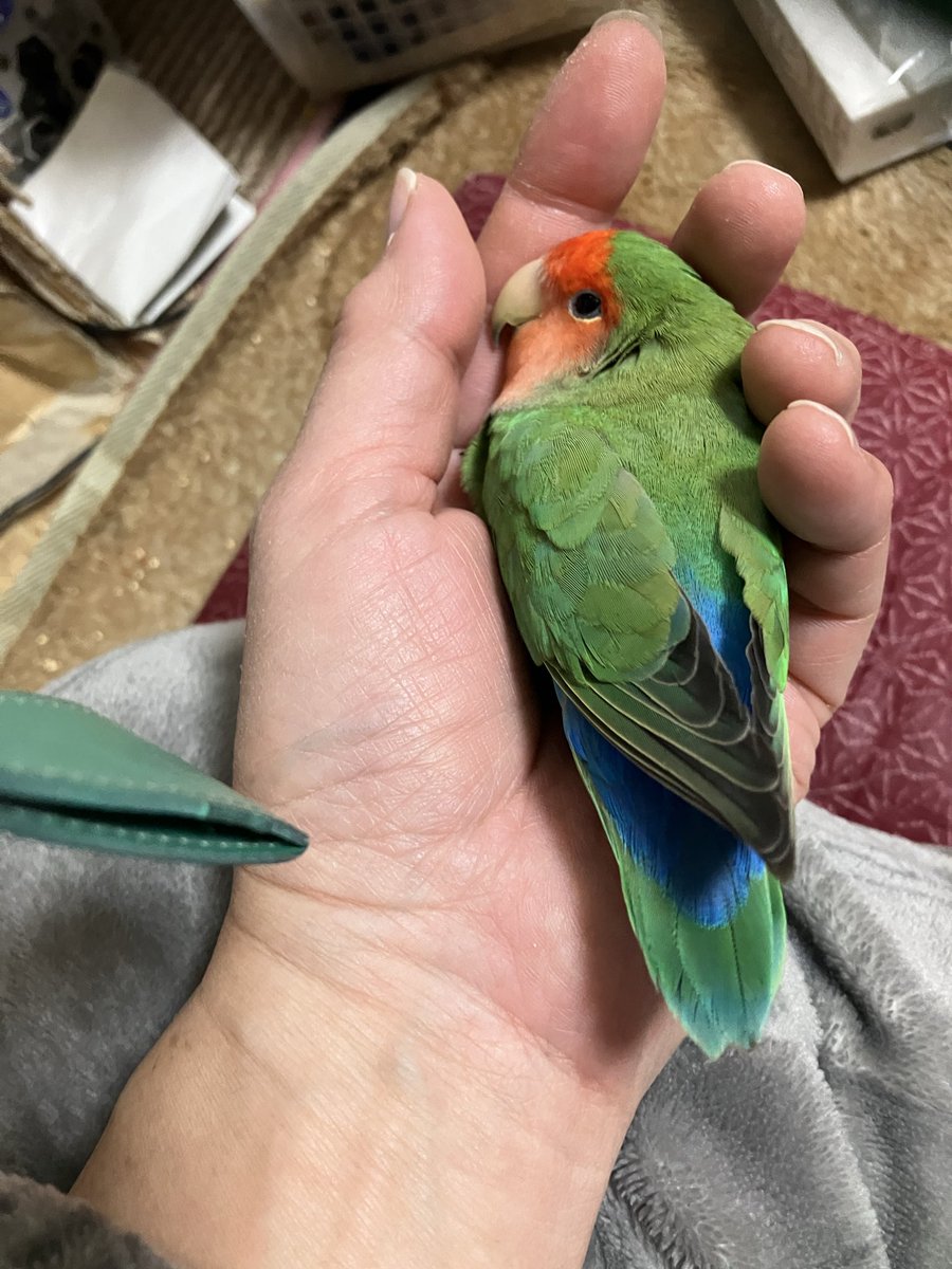 多聞天（ヴァイシュラヴァナ）の涼音 tweet media