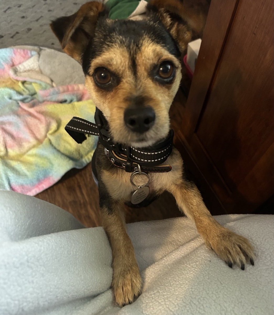 ThePatrioticBlonde🇺🇸 tweet media