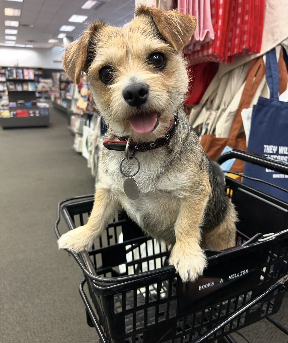 ThePatrioticBlonde🇺🇸 tweet media