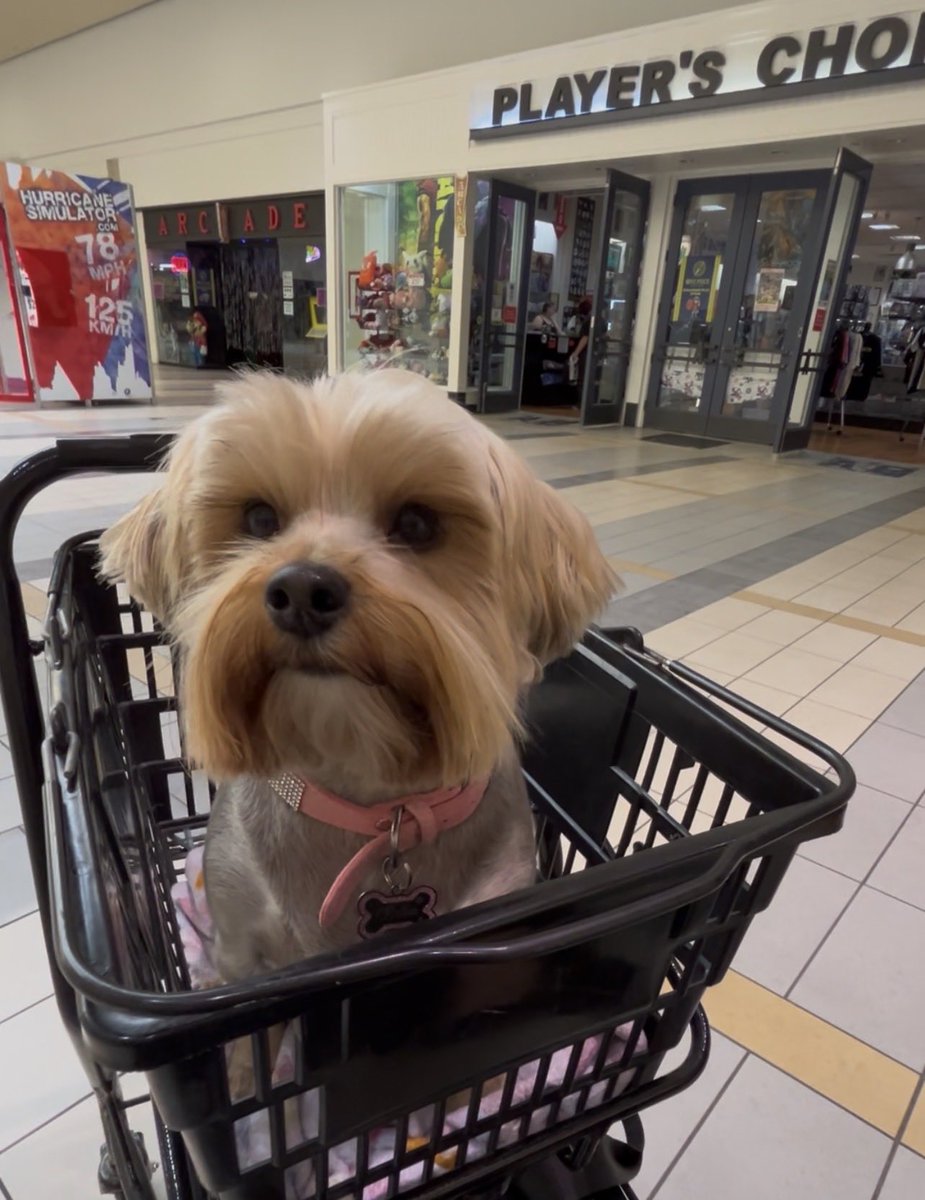 ThePatrioticBlonde🇺🇸 tweet media