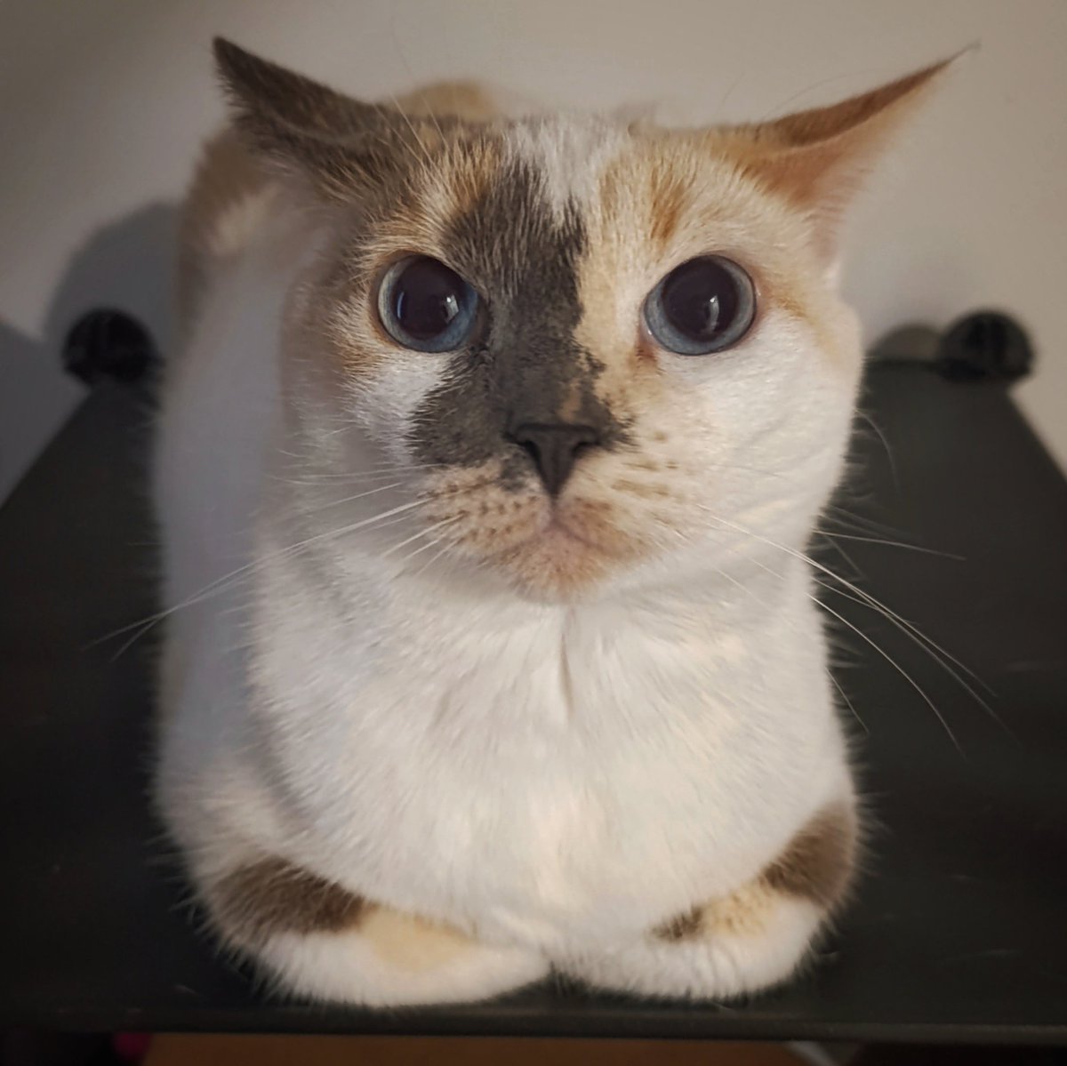 Robin × tweet media