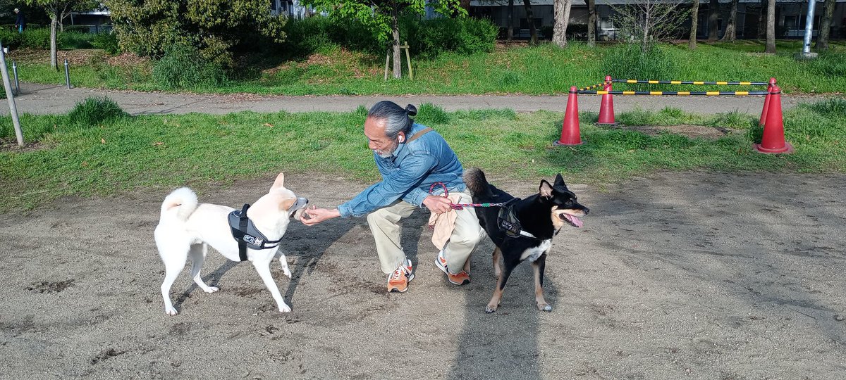 おはようございます☀
保護犬銀と小鉄
見つけたらダッシュで来てくれ、銀はいつもボールで遊んでくれる
小鉄はボールを追う銀を追いかけ甘噛みごっこを仕掛け暴れる
日本犬の雑種雄の二匹
飼い主さんが朝早良く走らせてるので身体が締まりカッコイイ🐕 ͗ ͗