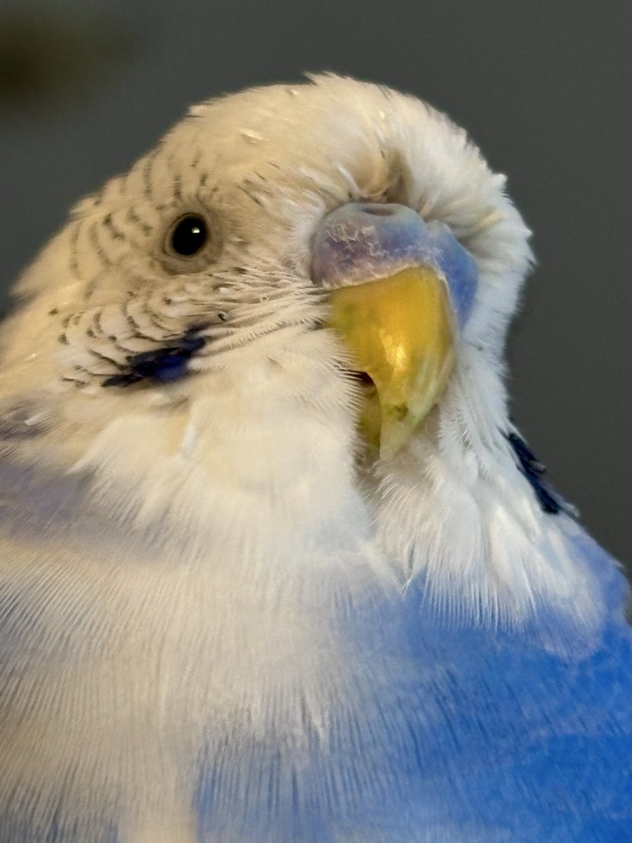 やすえもん tweet media