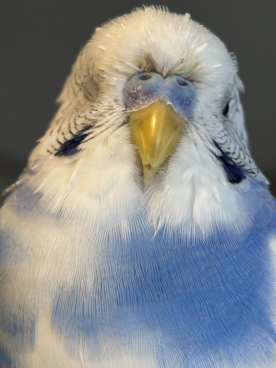 やすえもん tweet media