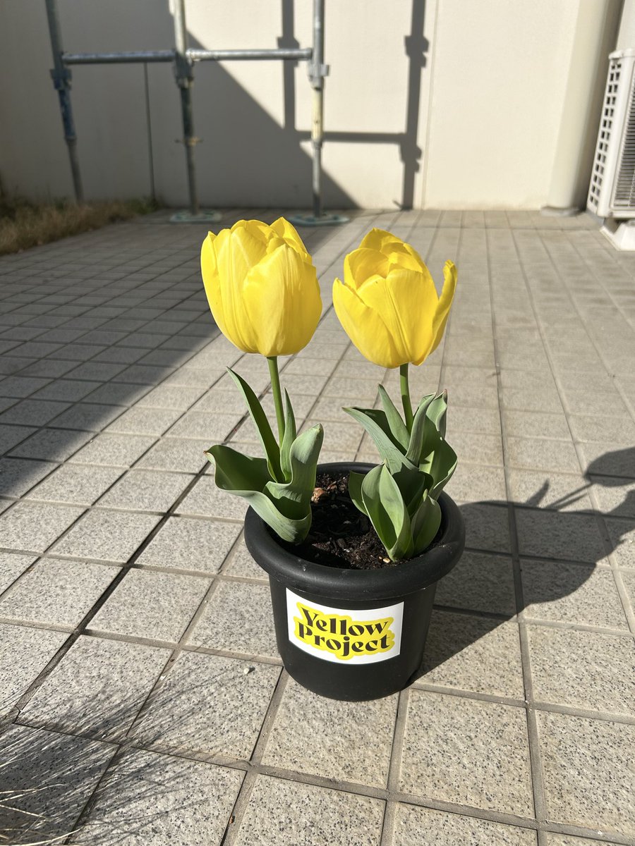 イッシー08 tweet media