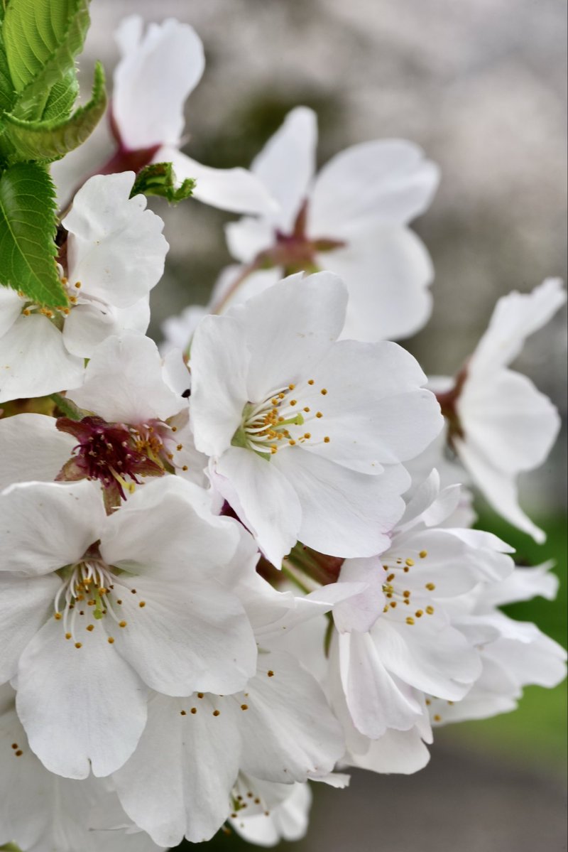 umeboshi3882's tweet image. おはようございます☺️

#TLを花でいっぱいにしよう #flower