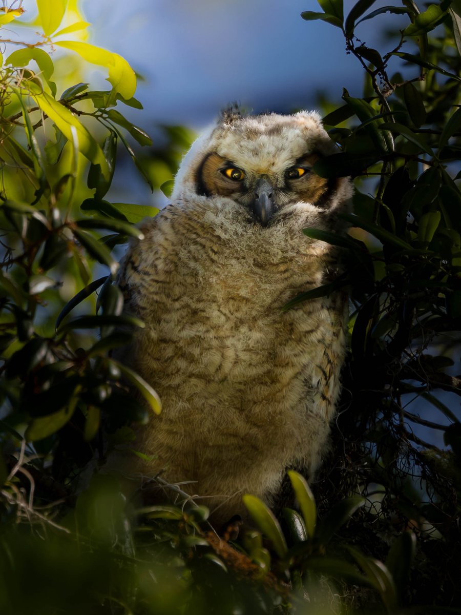 akinscreative's tweet photo. Fledgling great horned #owl perched in a tree at the #StMarksRefuge. He was hard to spot and he sees you well before you see him. #wildlife, #birdphotography https://t.co/H08FLqeut2