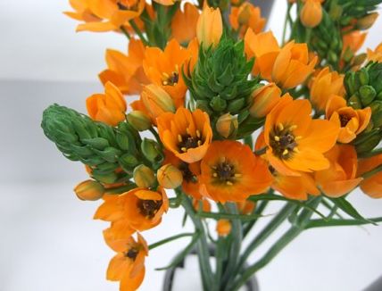 ハナラボノート tweet media