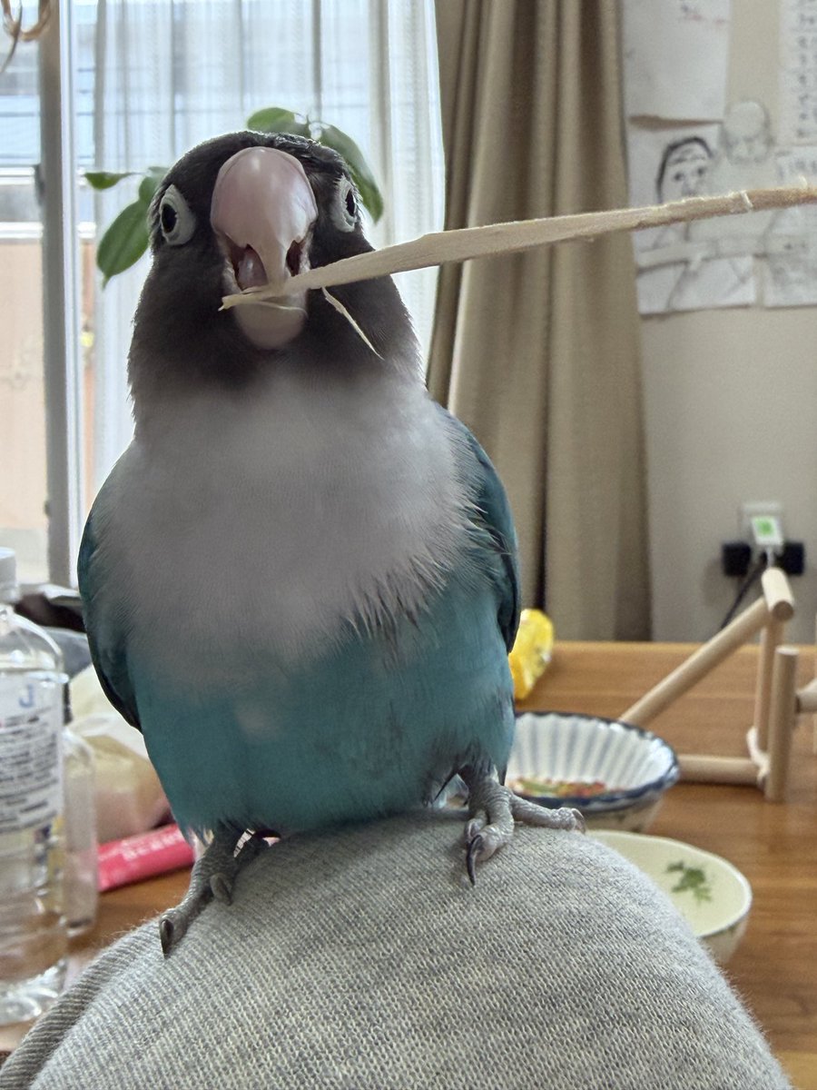 モリボーン 2フー tweet media