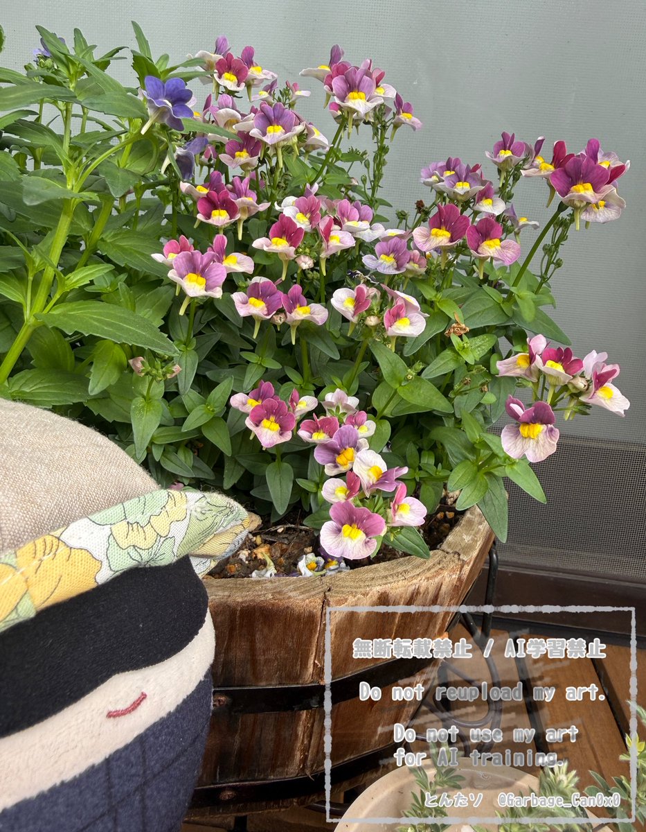 とんたソ tweet media