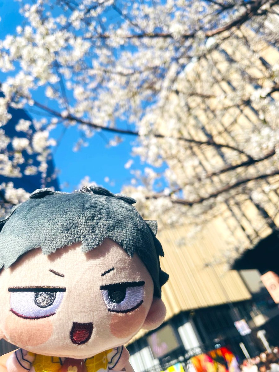 mochiocha26's tweet photo. 今年はドールちゃんと近所でお花見が出来なかった😢東京行った時桜見れててよかった🥹 https://t.co/WYtfLbh7Gh