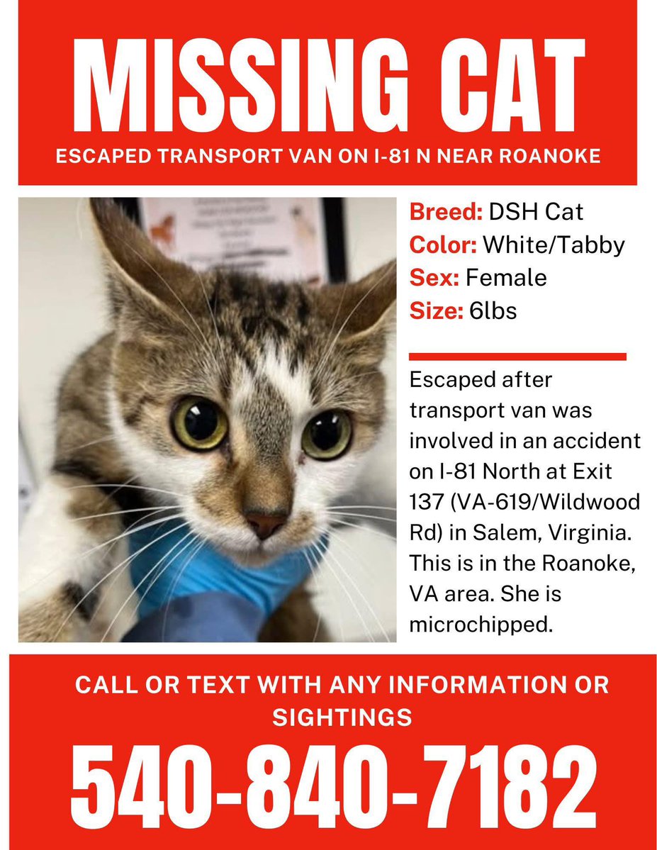 SistersInBiz's tweet image. Remember 5 pets lost during a transport? Another has been found! Now only one kitty is missing.
Thank you for sharing: 
@BellaMig
Sue3,13
@magmug1259
@RIFootballClub
@mefay
@magmug1259
@JRoberts24199
@MichelleDelNigr
@Djjake8081 
#VA #Virginia #Roanoke
Found kitty ⤵️