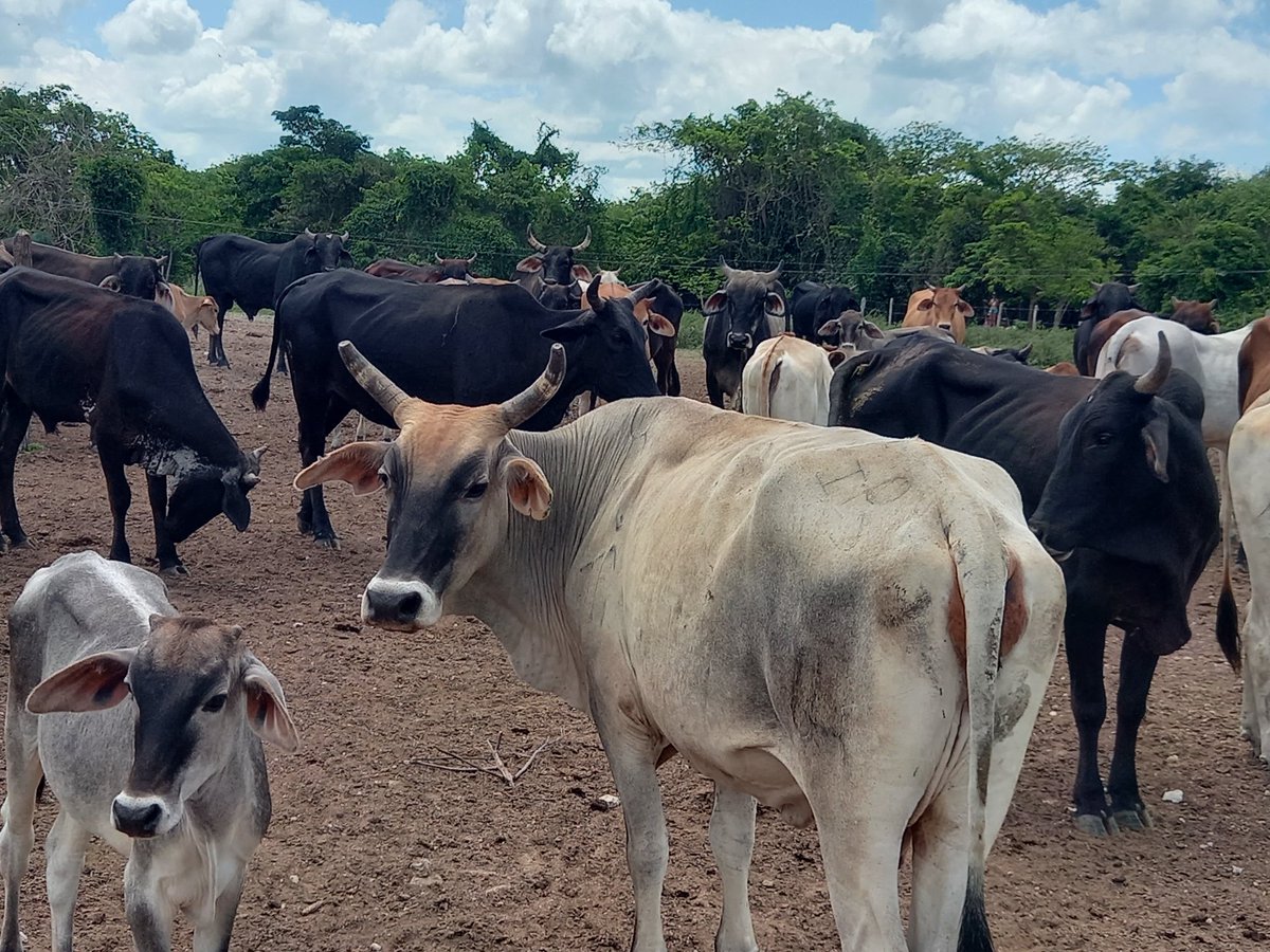 Osbel Lorenzo tweet media