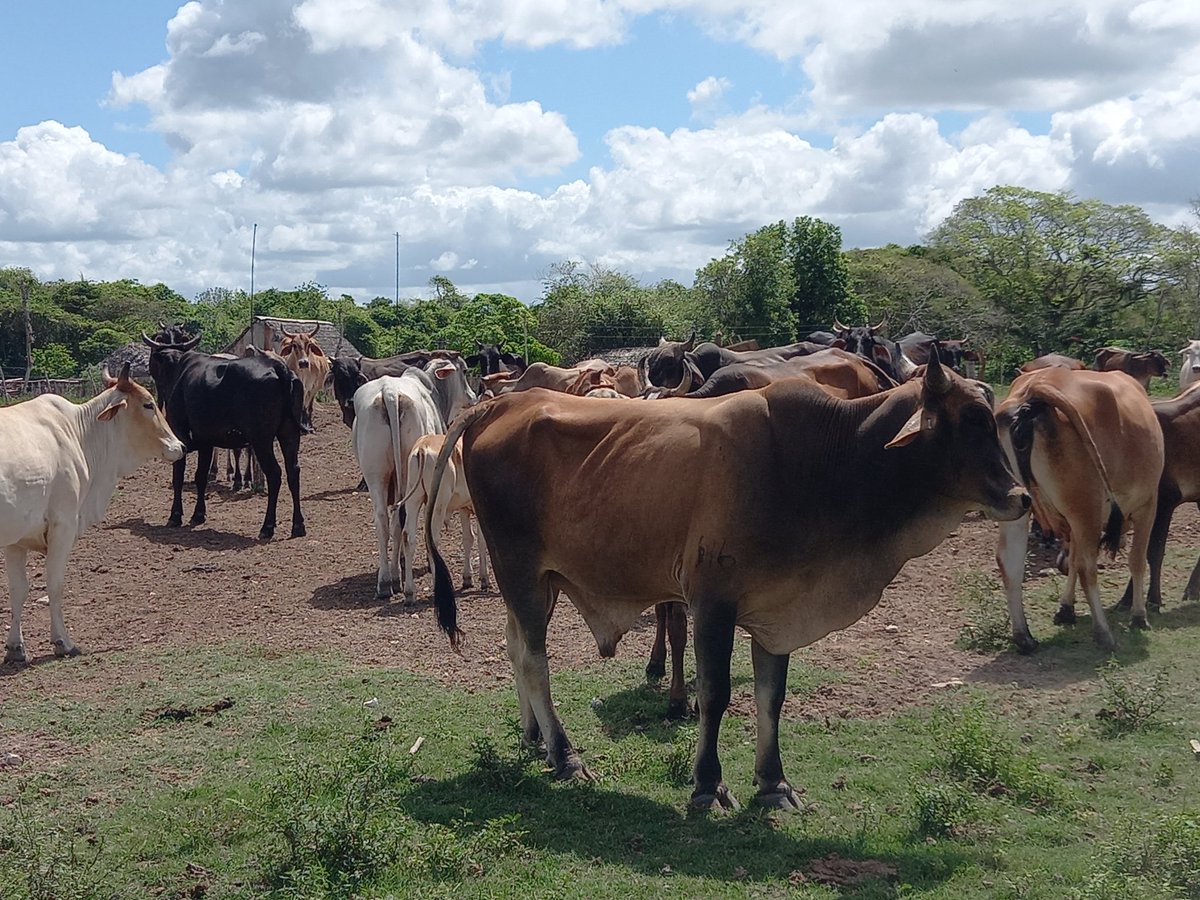 Osbel Lorenzo tweet media