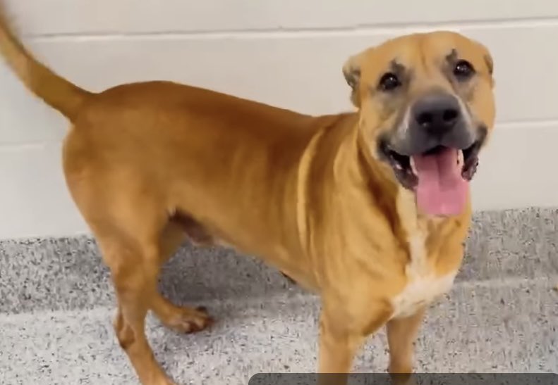 💔🐾 GORDO #A637663 
Owner surrender “Too big &amp; barks”
🚨At risk TB☠️ 4/13
5 years  70lbs
⭐️HW- 
Please #PLEDGE #FOSTER #ADOPT
Harris County Pets
612 Canino
Houston #TX