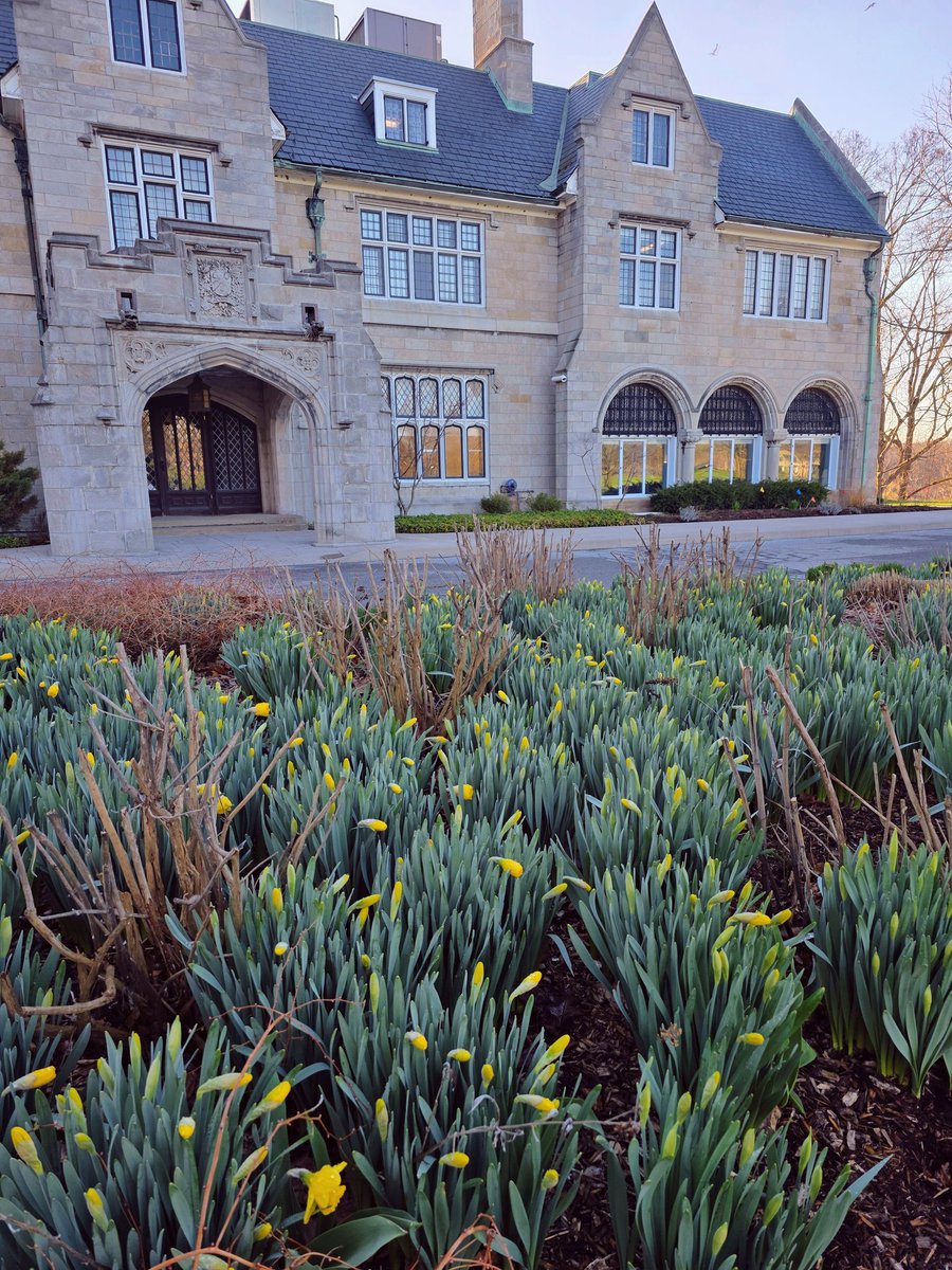 Kat_in_niagara's tweet image. A big Daffodil patch this morning. 💛🙂 
#ShareYourWeather #niagarafalls @ThePhotoHour #StormHour