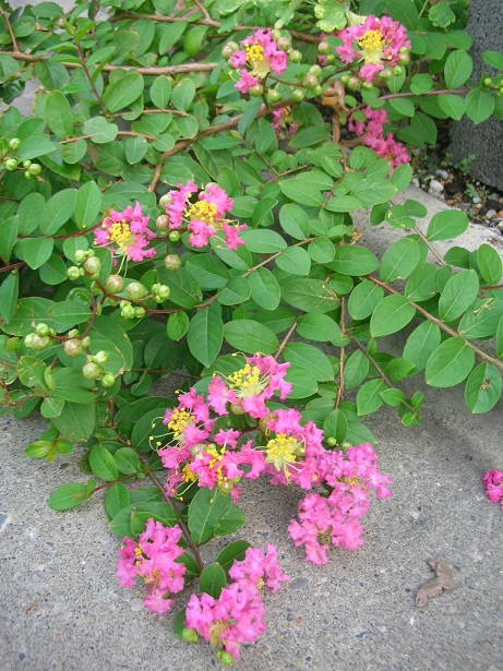 tanosiisupi_bot's tweet image. 若いときほど素直に“起ってくる事”を楽しんでいたと思います。
年齢を重ねるほど
1)現実を制御しようとする
2)良い出来事と悪い出来事を区別する
方向へ進み、幸福感を下げてきました。
ascension2011.jugem.jp/?eid=2178
#acceptance #受容