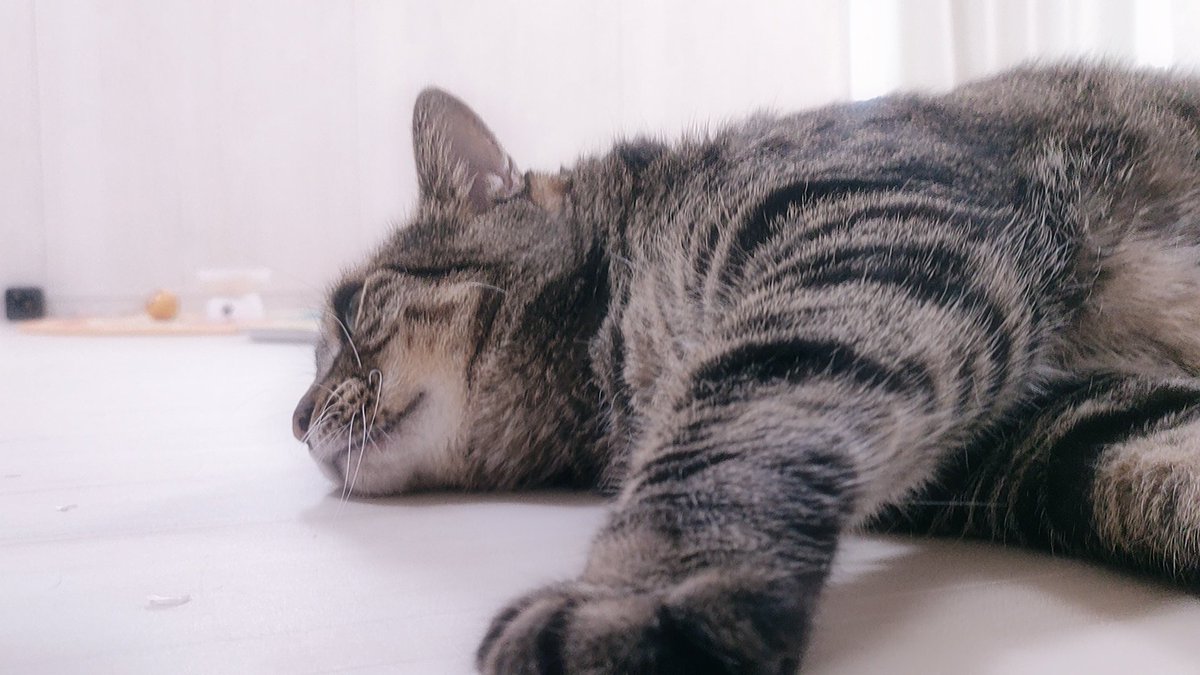 's tweet image. Sharing my cats with the world 🐾
“Today: off 🐈💤”
#cats　#meow