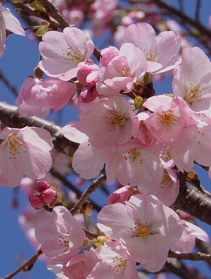 歩美🐈‍⬛ ͗🐾🐾 tweet media