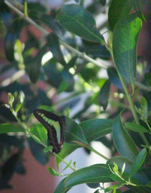 横山小寿々 tweet media