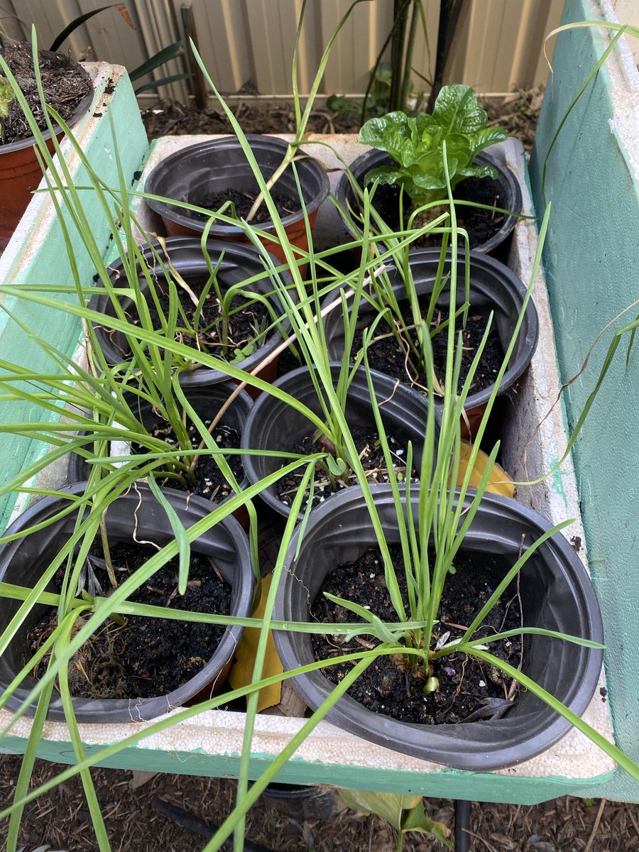 herbfarm's tweet photo. Garlic left over from last year https://t.co/E653PsjNoZ