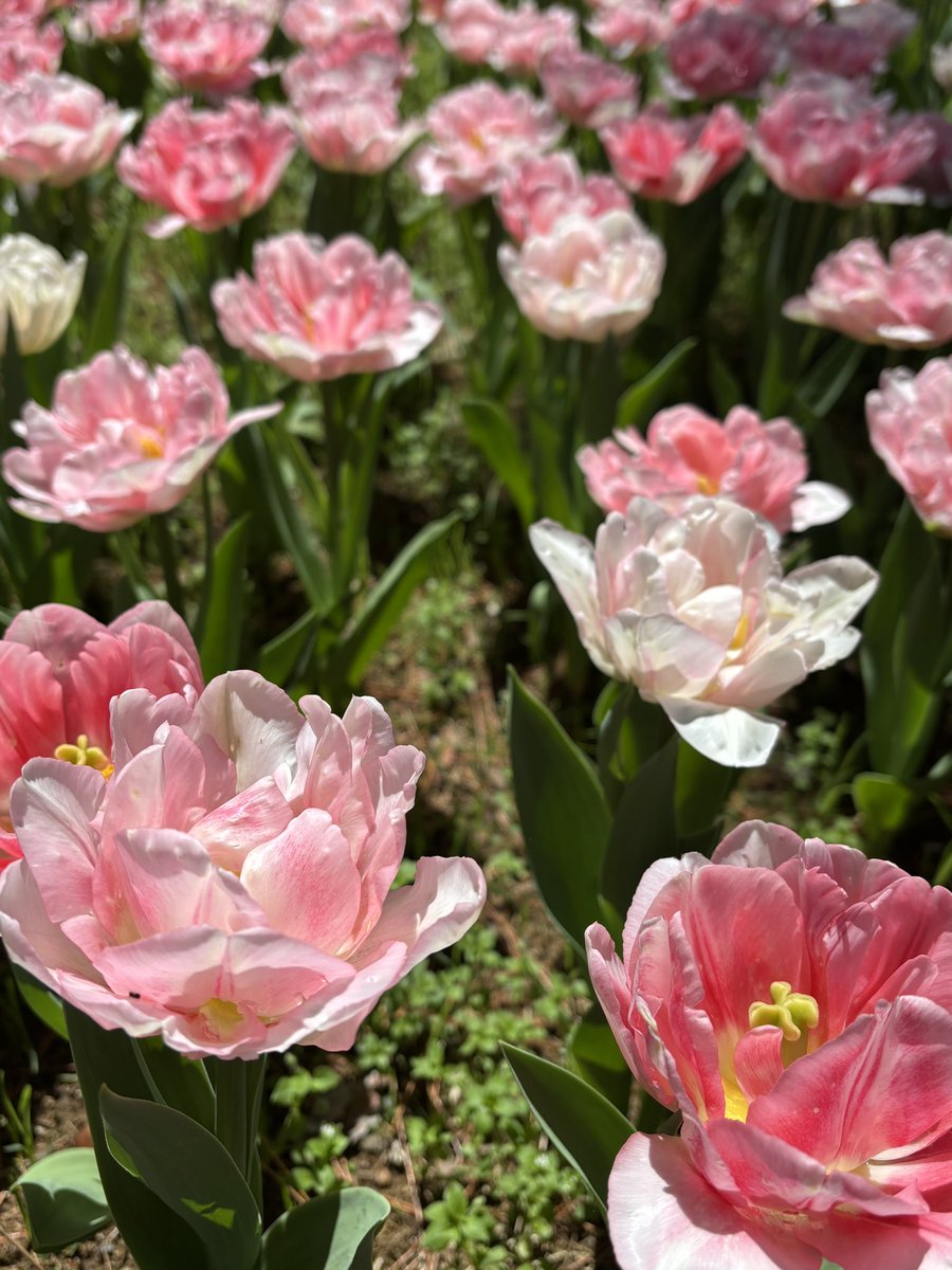kuta913's tweet photo. 青いお花畑！
限定アイスも美味しかった！

チューリップも満開だったよ🌷 https://t.co/bviYjZRLWW