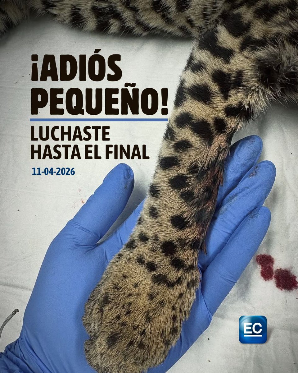 El Comercio tweet media