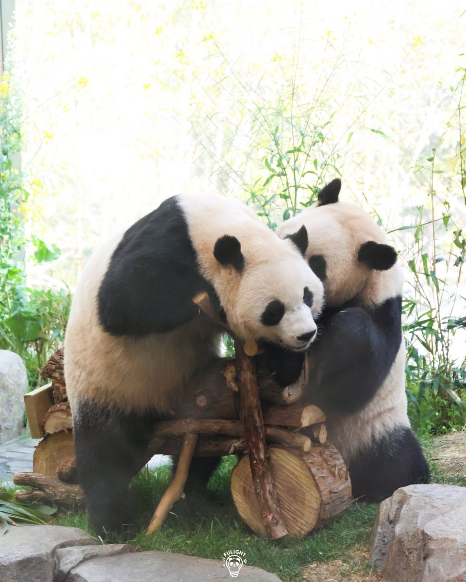 FULIGHT.BAO tweet media