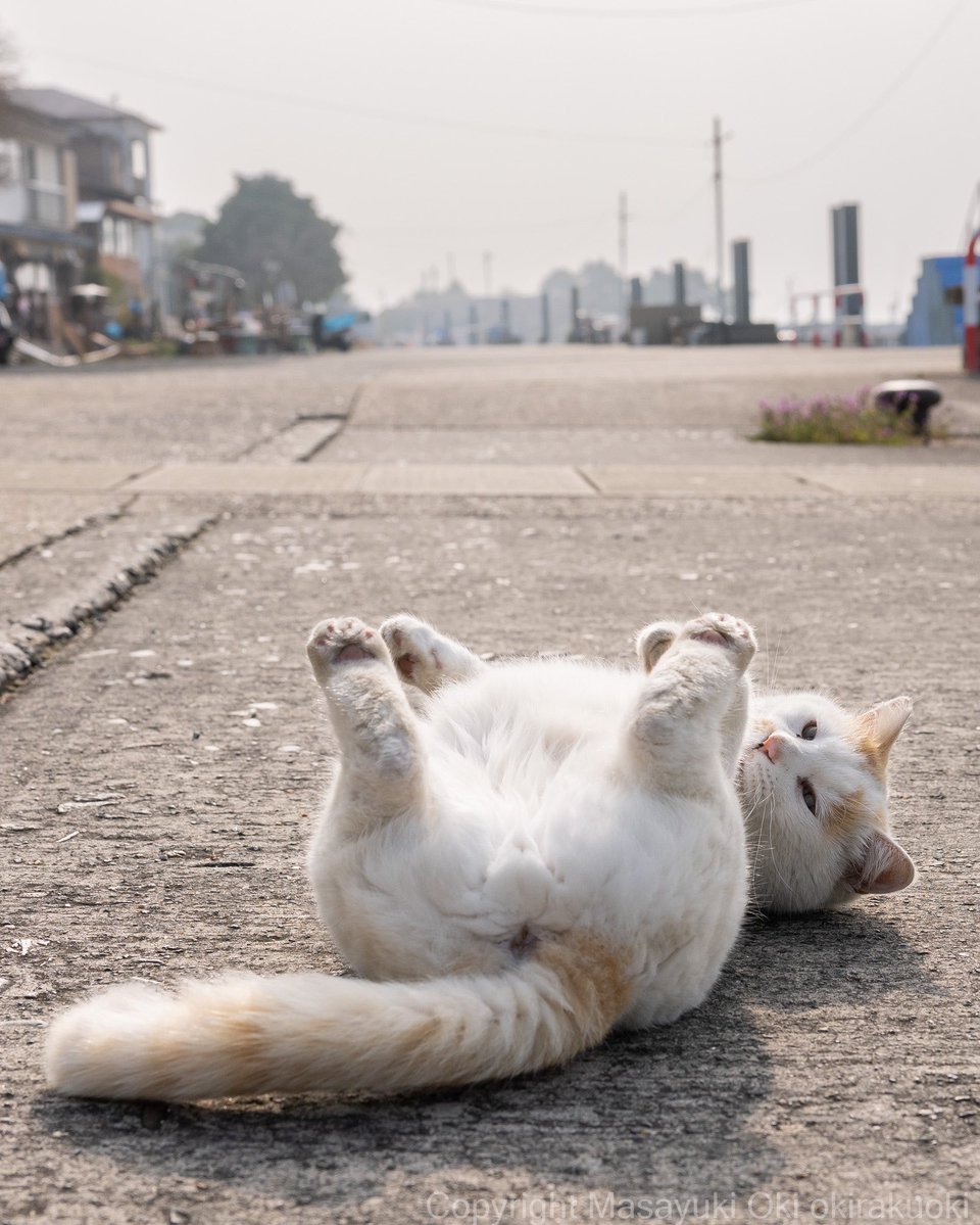 猫写真家 沖 昌之 (MASAYUKI OKI) tweet media