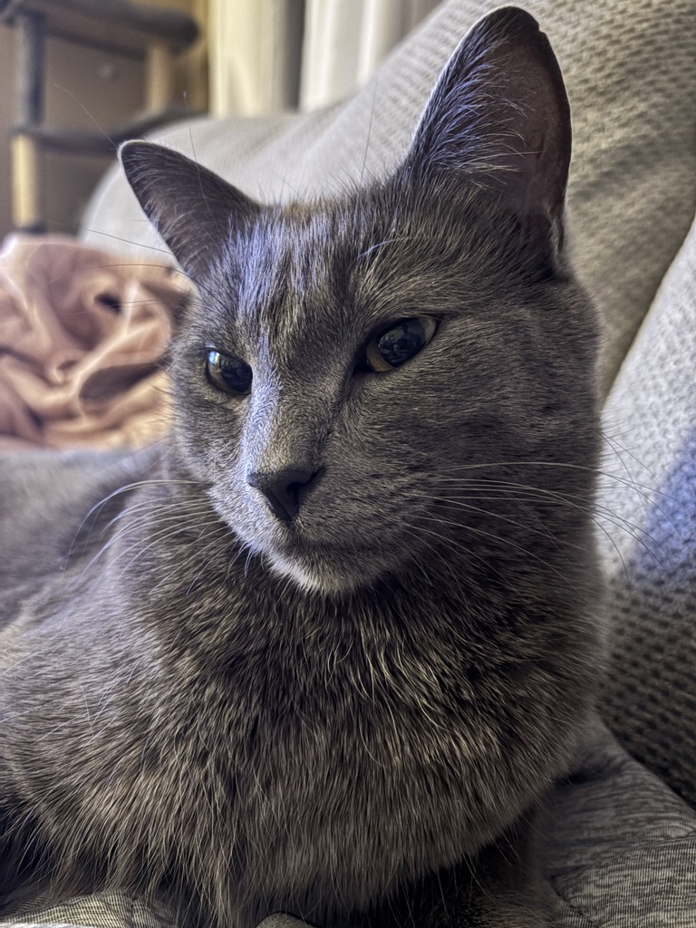 C 🇨🇦 tweet media