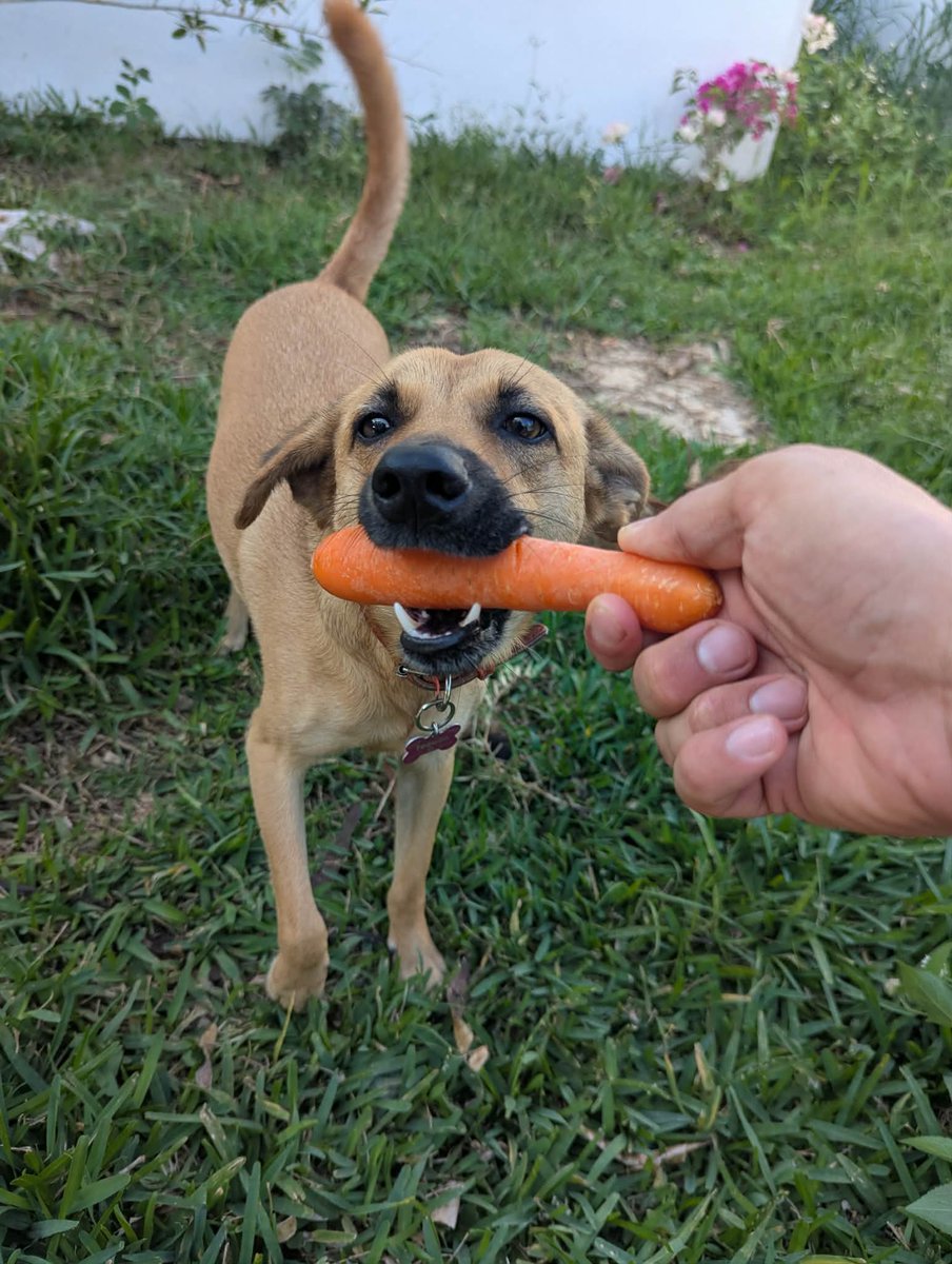 PMounou's tweet image. Ouiiii! Une TAROTTE!

#HappyDog #PerraFeliz