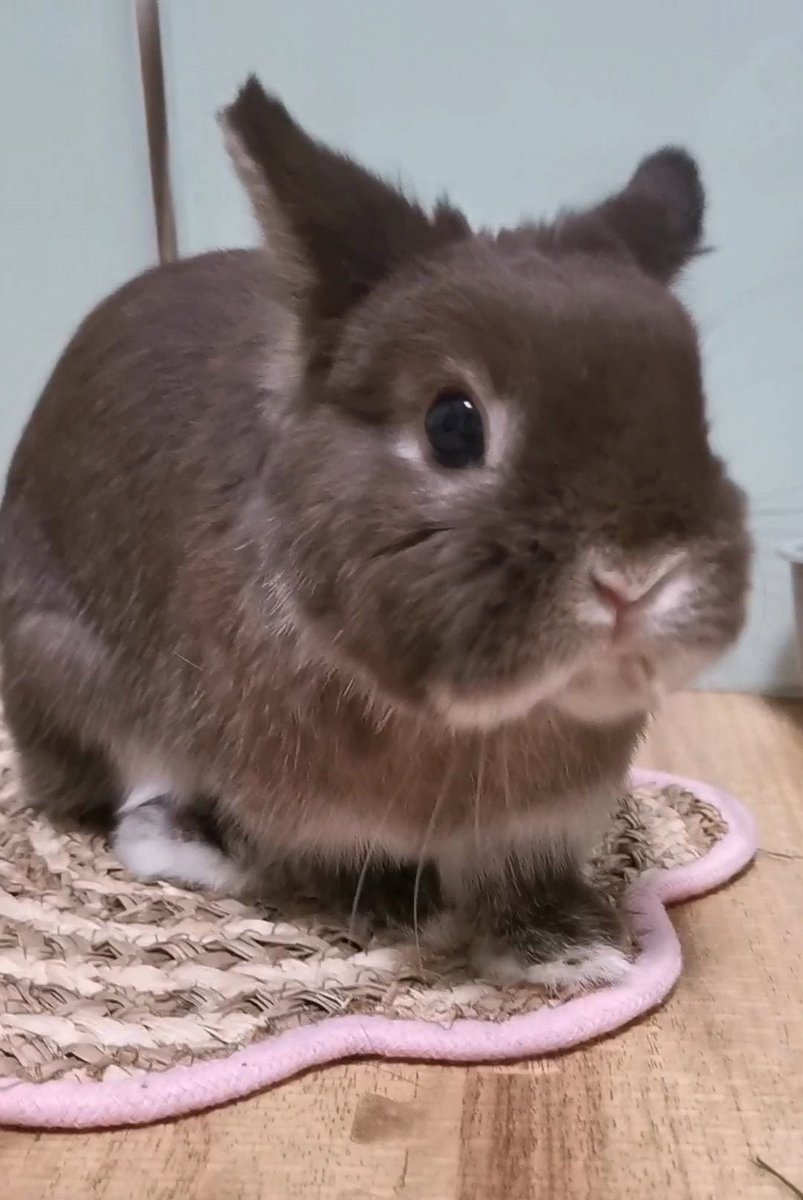 チョコとココア🐰（飼い主:もちこ） tweet media