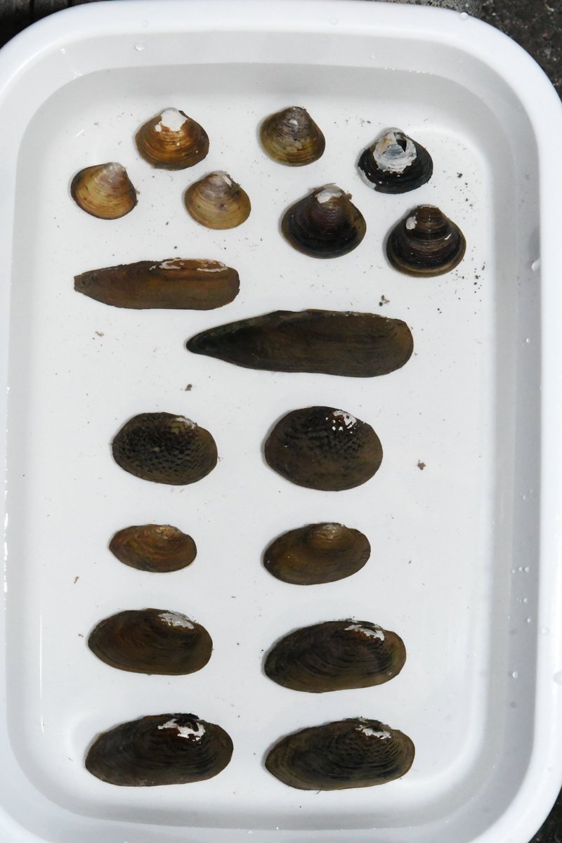 釜揚げしらす tweet media