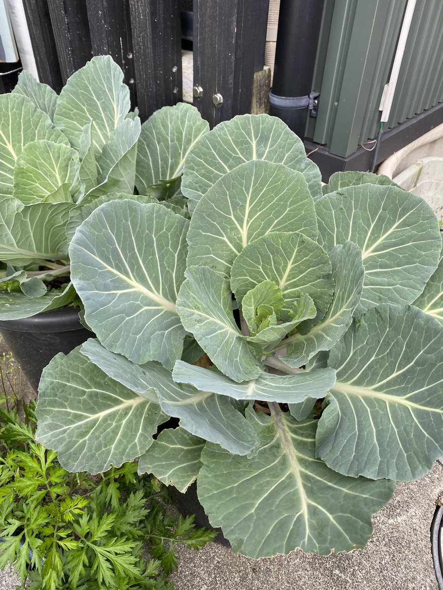 しんりんがく【G-35】九州コミティア tweet media