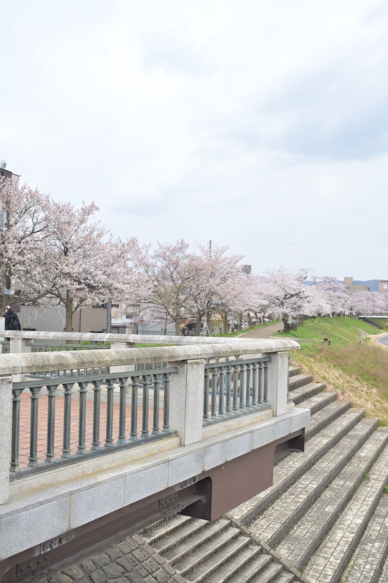 kate_gatehan's tweet photo. #写真好きな人と繋がりたい 
#福井 
#足羽川 
#桜
#君の膵臓をたべたい https://t.co/3UjOqf43uh