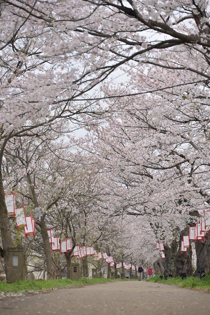 kate_gatehan's tweet photo. #写真好きな人と繋がりたい 
#福井 
#足羽川 
#桜
#君の膵臓をたべたい https://t.co/3UjOqf43uh