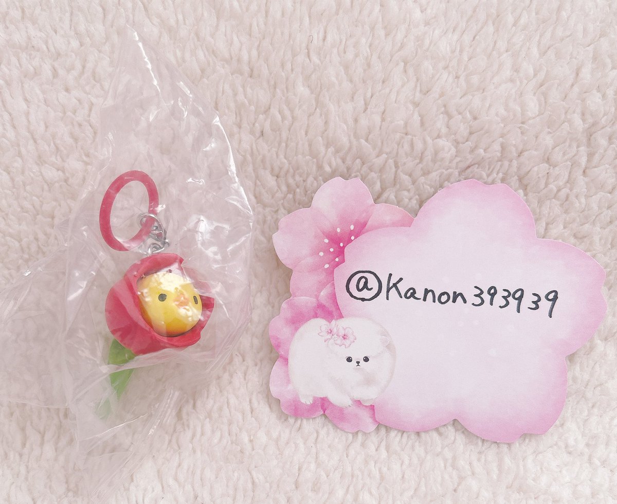 モチ(ノ) ´ω`(ヾ)モチ tweet media